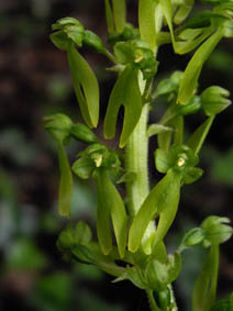 Listera ovata